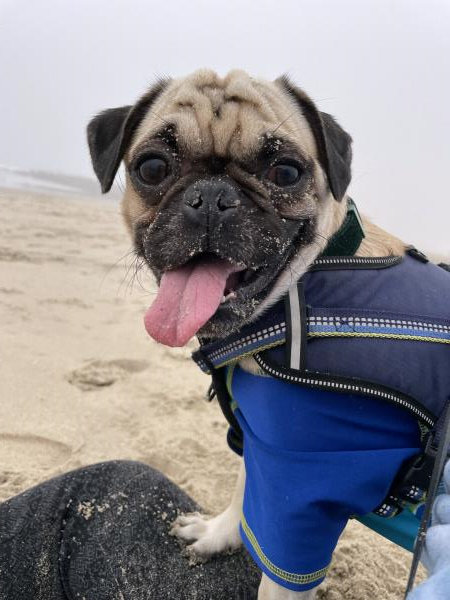 /images/uploads/pug nation rescue of los angeles/pugnation2024/entries/30926thumb.jpg